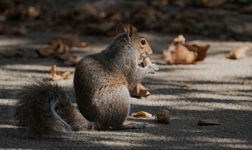 Close-up of squirrel eating food