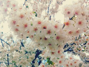 Close-up of cherry blossoms blooming outdoors