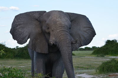 Low angle view of elephant on field against sky