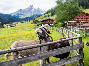 Two donkeys in the mountains behind a wooden fence