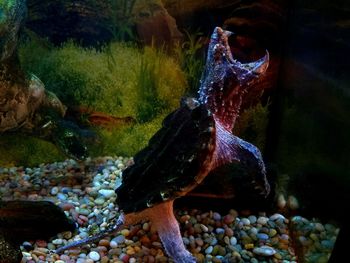 Stream flowing through rocks