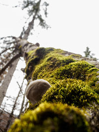 Low angle view of mushroom against clear sky