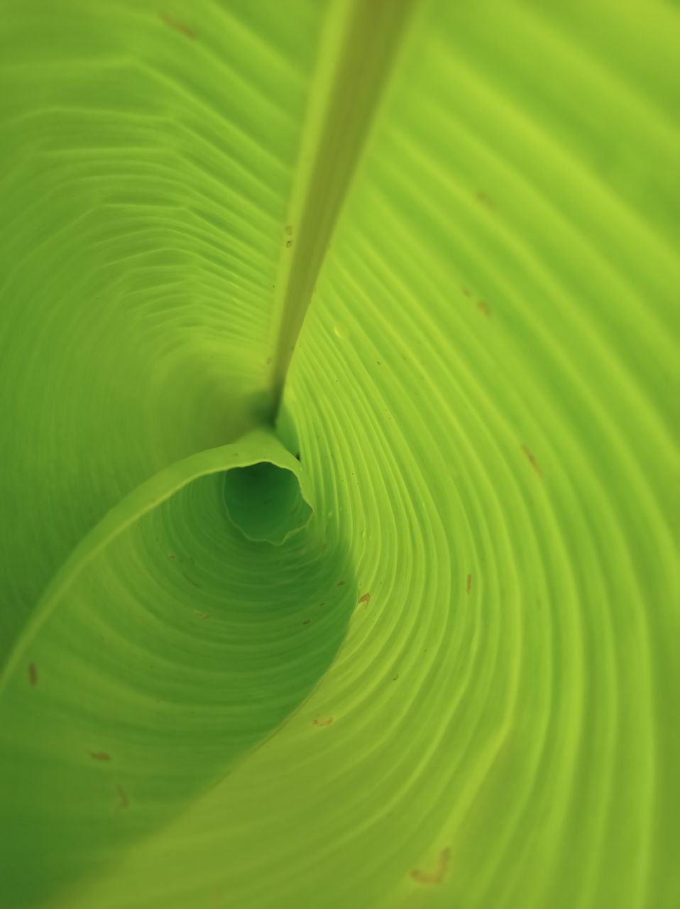 CLOSE-UP OF GREEN LEAVES