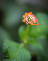 Close-up of flowering plant