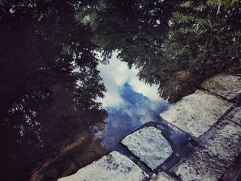 Reflection of trees in water