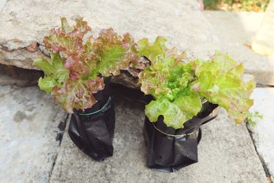 High angle view of potted plant