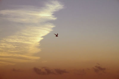 Low angle view of bird flying against sky during sunset