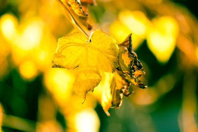 Close-up of yellow flower