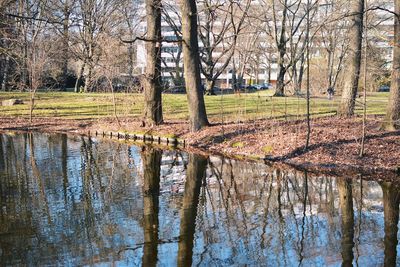Reflection of trees in water