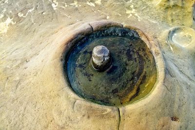 High angle view of shells