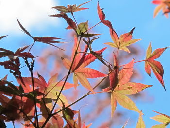 Low angle view of leaves against sky