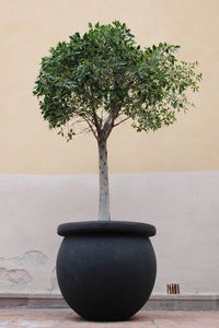 Close-up of potted plant on table against wall