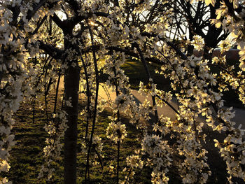 Low angle view of flowers on tree