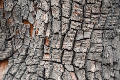 Full frame shot of tree trunk