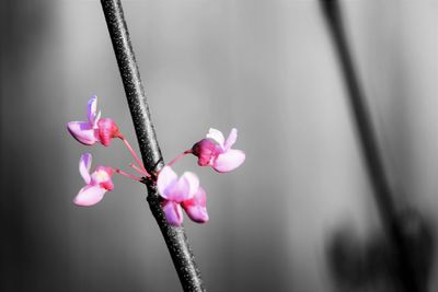 Close-up of pink flower against blurred background