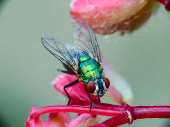 Close-up of insect on pink flower