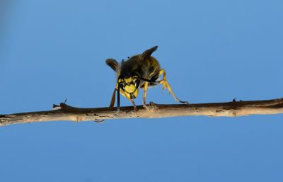 Low angle view of bird perching against clear sky