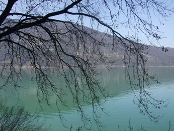Bare trees against sky