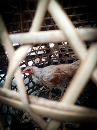 View of bird in cage