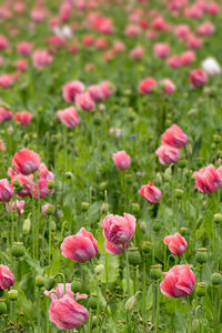 Close-up of pink tulip flowers on field