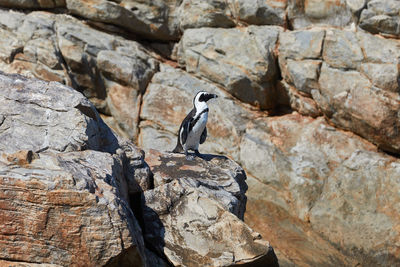 Penguins at st. croix island in south africa