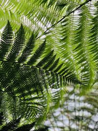 Full frame shot of palm tree