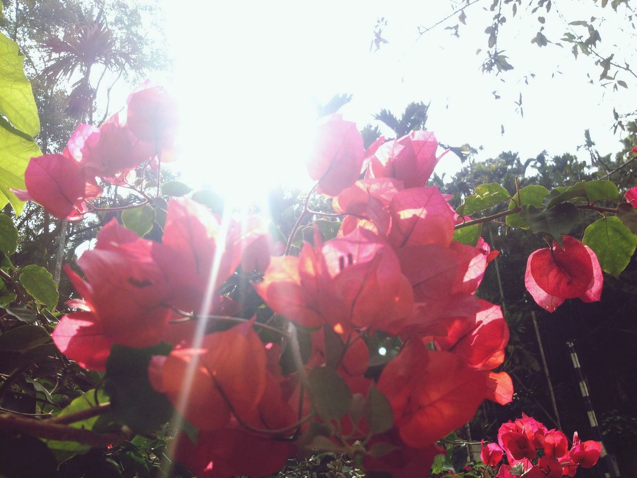 flower, freshness, petal, fragility, growth, beauty in nature, sun, sunbeam, sunlight, flower head, blooming, nature, plant, low angle view, lens flare, pink color, in bloom, red, clear sky, tree