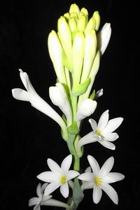 Close-up of white flowers blooming against black background