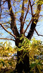 Low angle view of tree against sky