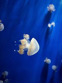Close-up of jellyfish in sea