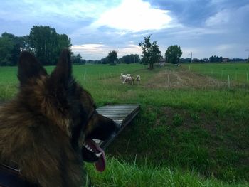 Close-up of dog on field against sky