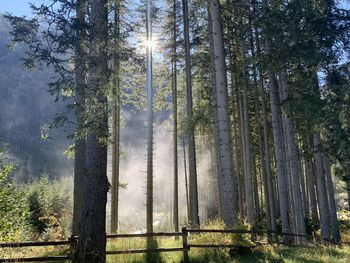 Sunlight streaming through trees in forest