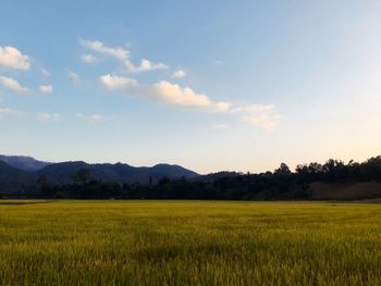 Scenic view of field against sky