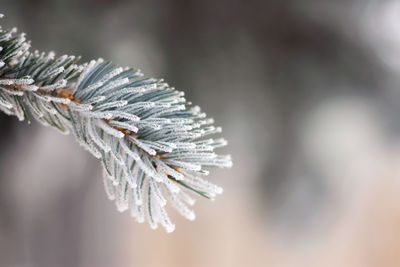 Close-up of frozen pine tree during winter