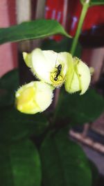 Close-up of insect on flower