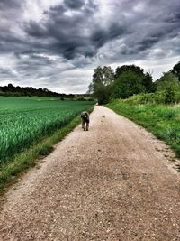 Dog walking on road amidst agricultural field against sky