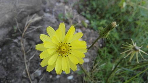 Close-up of yellow flower