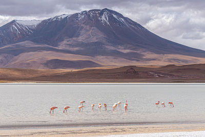 Flamingos wading in laguna canapa, on the bolivian altiplano near the border with chile