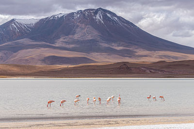 Flock of birds on the beach