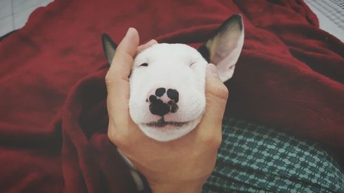 Pet owner pampering his sleepy dog