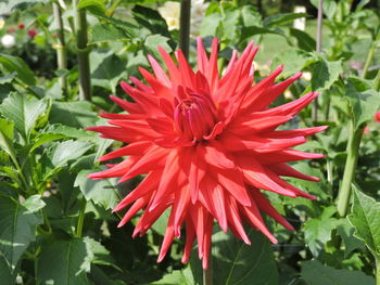 Close-up of red flower