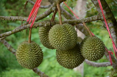 Close-up of fruit growing on tree