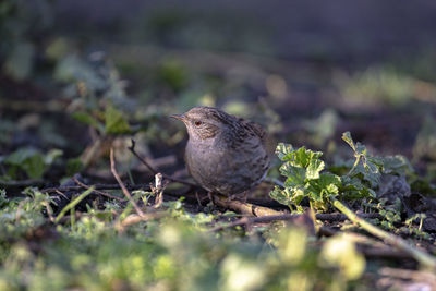 Close-up of bird perching on a field