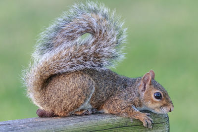 Close-up of squirrel