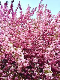 Low angle view of pink cherry blossom