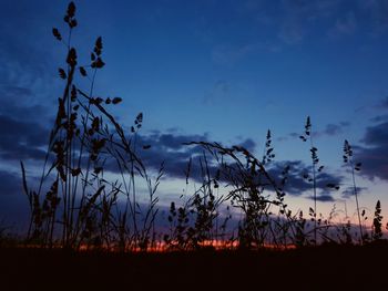 Silhouette plants on field against sky at sunset