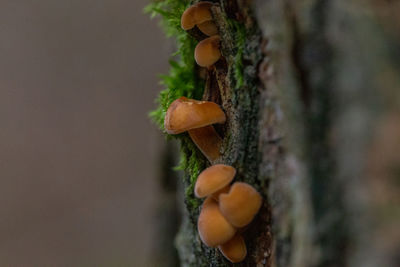 Close-up of mushrooms growing on tree trunk