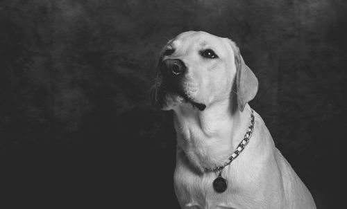 Close-up of dog against black background