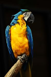 Close-up of a bird perching on wood