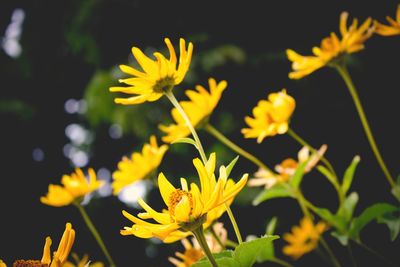 Close-up of yellow flower